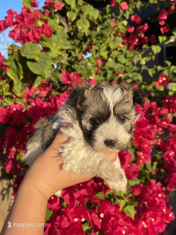 Maltipoo – Maltipoo puppy for sale in Lindsay, CA