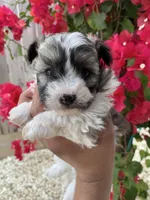 Maltipoo, a male Maltipoo for sale in Lindsay, CA – 2 of 3