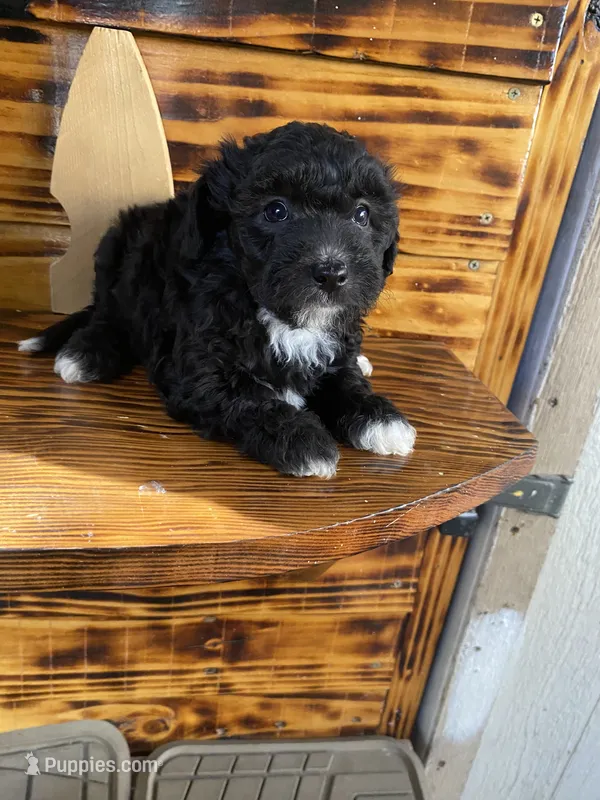 Maltipoo – Maltipoo puppy for sale in Lindsay, CA