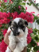 Maltipoo, a male Maltipoo for sale in Lindsay, CA – 4 of 5
