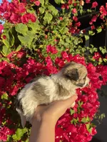 Maltipoo, a female Maltipoo for sale in Lindsay, CA – 3 of 7