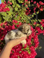 Maltipoo, a female Maltipoo for sale in Lindsay, CA – 2 of 7