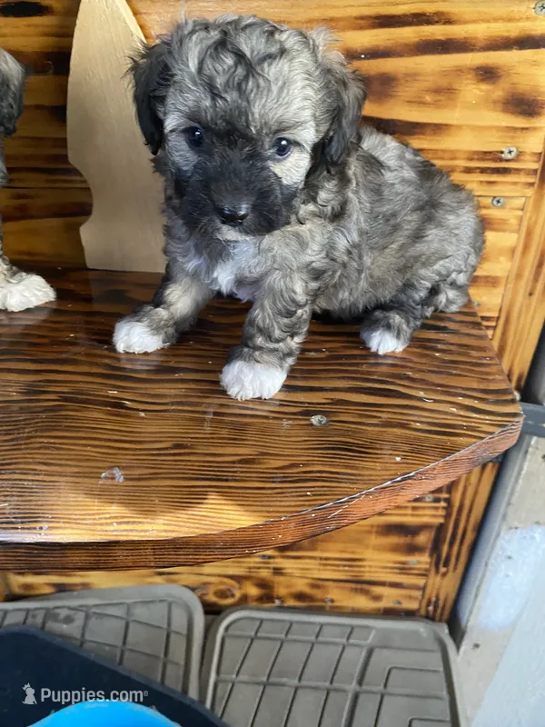 Maltipoo – Maltipoo puppy for sale in Lindsay, CA