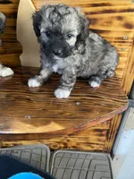 Maltipoo, a female Maltipoo for sale in Lindsay, CA – 1 of 1