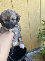 Maltipoo, a female Maltipoo for sale in Lindsay, CA – 1 of 1