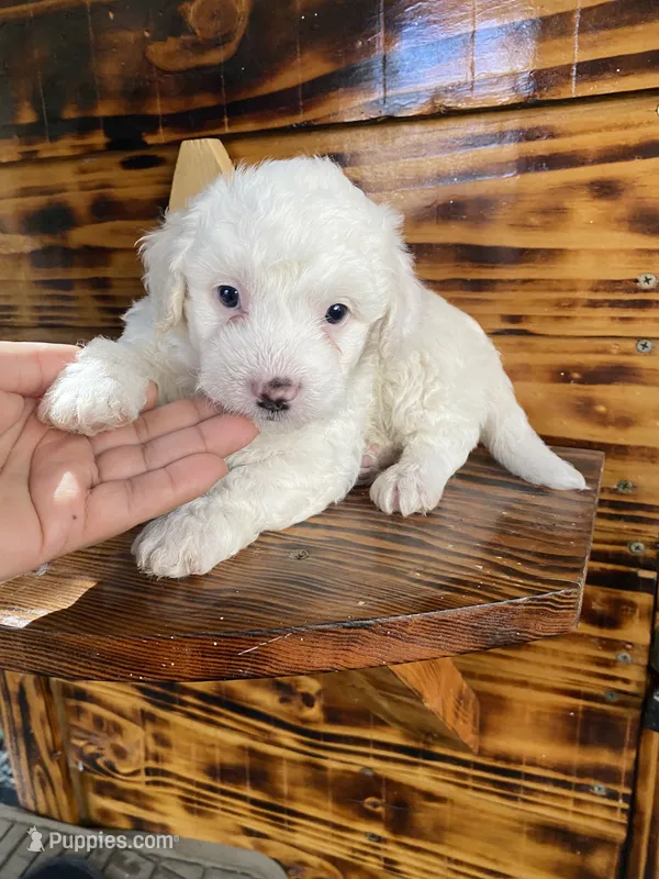 Maltipoo – Maltipoo puppy for sale in Lindsay, CA