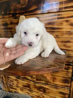 Maltipoo, a male Maltipoo for sale in Lindsay, CA – 1 of 1