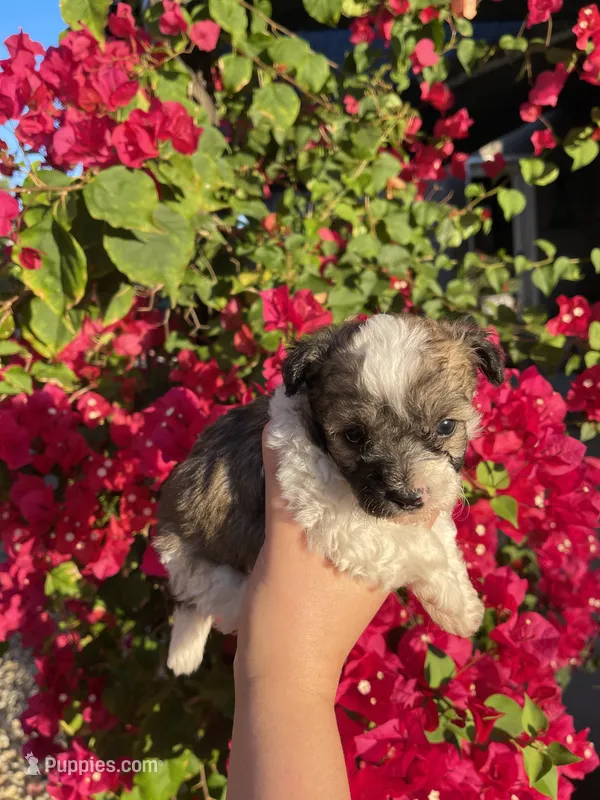 Maltipoo – Maltipoo puppy for sale in Lindsay, CA