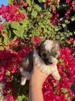 Maltipoo, a male Maltipoo for sale in Lindsay, CA – 1 of 5