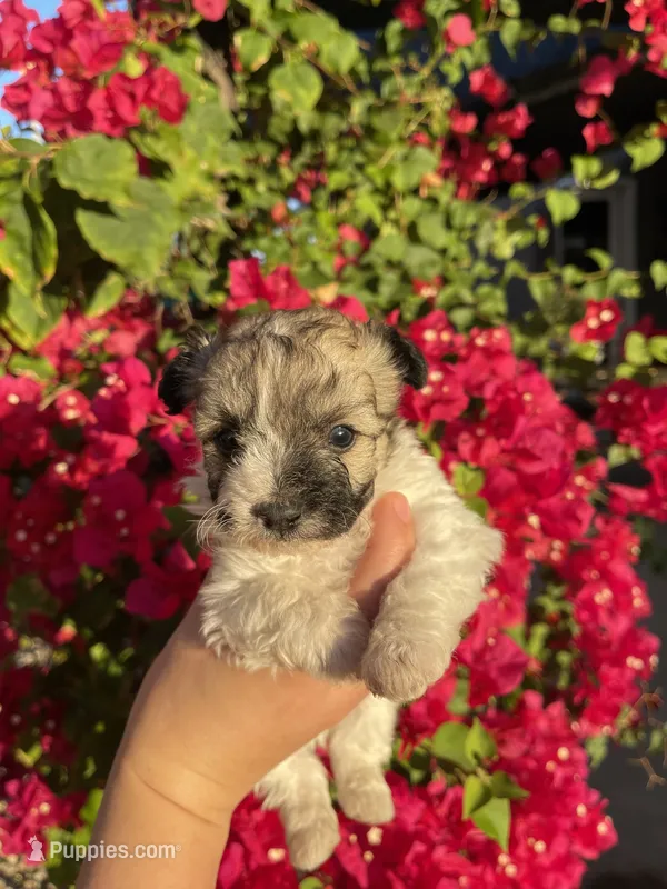 Maltipoo – Maltipoo puppy for sale in Lindsay, CA