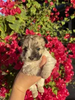 Maltipoo, a female Maltipoo for sale in Lindsay, CA – 1 of 7