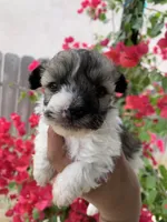Maltipoo, a female Maltipoo for sale in Lindsay, CA – 7 of 7