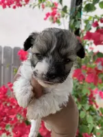 Maltipoo, a female Maltipoo for sale in Lindsay, CA – 5 of 7