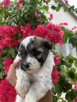 Maltipoo, a male Maltipoo for sale in Lindsay, CA – 5 of 5