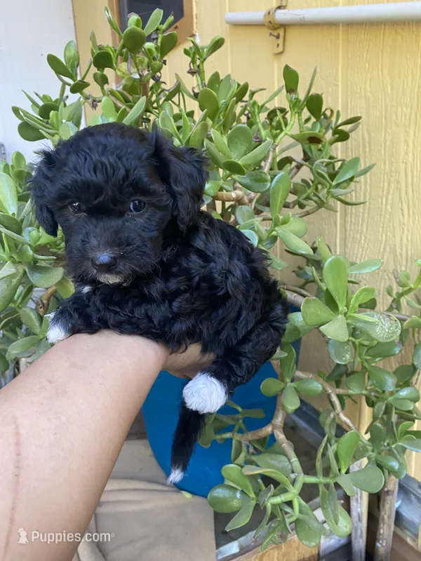 Maltipoo – Maltipoo puppy for sale in Lindsay, CA