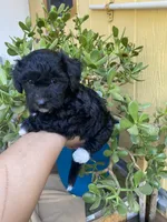 Maltipoo, a female Maltipoo for sale in Lindsay, CA – 1 of 1
