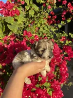 Maltipoo, a female Maltipoo for sale in Lindsay, CA – 6 of 7