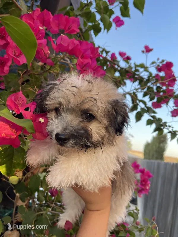 Maltipoo – Maltipoo puppy for sale in Lindsay, CA