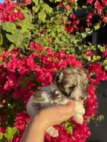Maltipoo, a female Maltipoo for sale in Lindsay, CA – 4 of 7