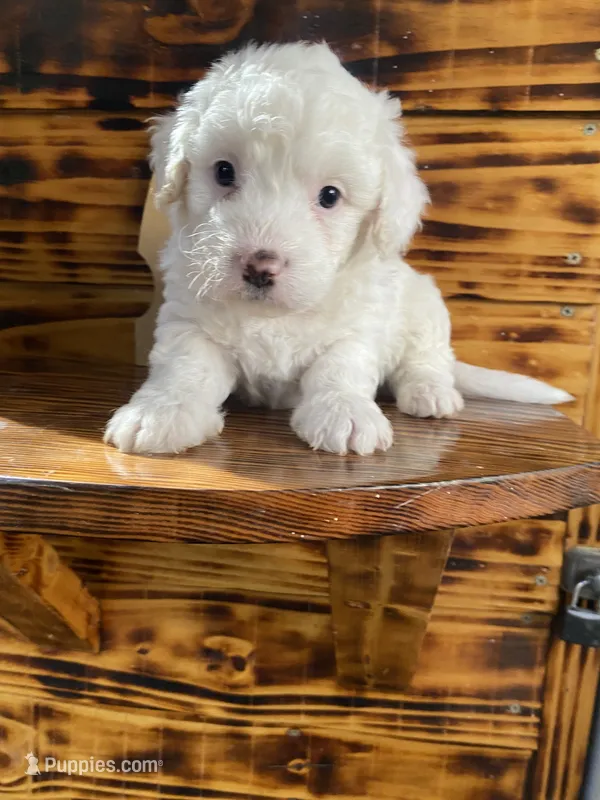 Maltipoo – Maltipoo puppy for sale in Lindsay, CA