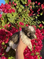 Maltipoo, a male Maltipoo for sale in Lindsay, CA – 2 of 5