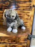 Maltipoo, a female Maltipoo for sale in Lindsay, CA – 1 of 1