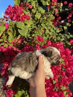 Maltipoo, a male Maltipoo for sale in Lindsay, CA – 3 of 3