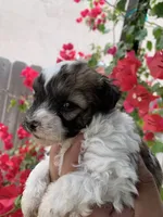 Maltipoo, a male Maltipoo for sale in Lindsay, CA – 3 of 5