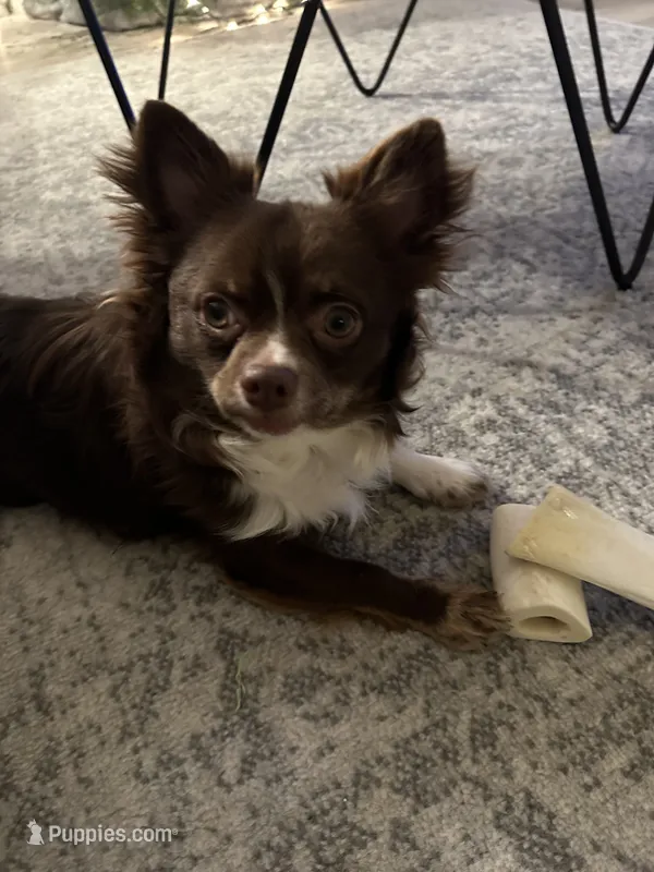 Stevie – Chihuahua puppy for sale in Charlevoix, MI