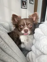 Stevie, a male Chihuahua for sale in Charlevoix, MI – 5 of 5