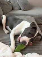 Daisy, a female American Pit Bull Terrier for sale in Charlevoix, MI – Photo 5 of 6