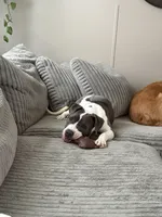 Daisy, a female American Pit Bull Terrier for sale in Charlevoix, MI – Photo 4 of 6