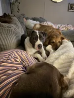 Daisy, a female American Pit Bull Terrier for sale in Charlevoix, MI – Photo 3 of 6