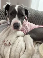 Daisy, a female American Pit Bull Terrier for sale in Charlevoix, MI – Photo 2 of 6