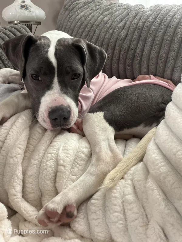 Daisy – American Pit Bull Terrier puppy for sale in Charlevoix, MI