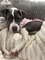 Daisy, a female American Pit Bull Terrier for sale in Charlevoix, MI – Photo 1 of 6