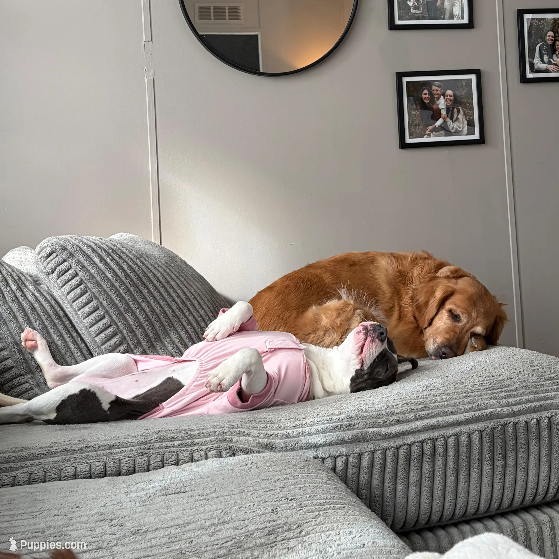 Daisy, a female American Pit Bull Terrier for sale in Charlevoix, MI – Photo 6 of 6