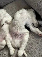 Boy boy, a male English Springer Spaniel and Springer Doodle for sale in Halifax, PA – 2 of 10