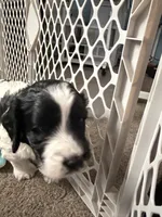 Boy boy, a male English Springer Spaniel and Springer Doodle for sale in Halifax, PA – 3 of 10
