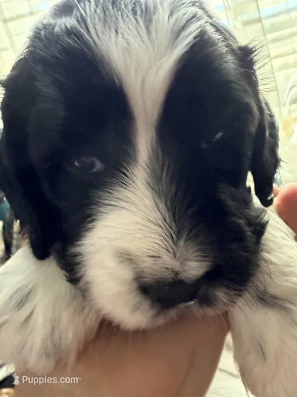 Boy boy – English Springer Spaniel, Springer Doodle puppy for sale in Halifax, PA