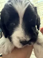 Boy boy, a male English Springer Spaniel and Springer Doodle for sale in Halifax, PA – 1 of 10