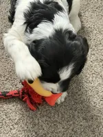 Boy boy, a male English Springer Spaniel and Springer Doodle for sale in Halifax, PA – 6 of 10