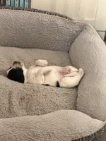 Boy boy, a male English Springer Spaniel and Springer Doodle for sale in Halifax, PA – 9 of 10