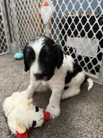 Boy boy, a male English Springer Spaniel and Springer Doodle for sale in Halifax, PA – 8 of 10