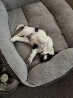 Boy boy, a male English Springer Spaniel and Springer Doodle for sale in Halifax, PA – 5 of 10