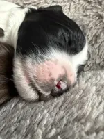 Boy boy, a male English Springer Spaniel and Springer Doodle for sale in Halifax, PA – 7 of 10