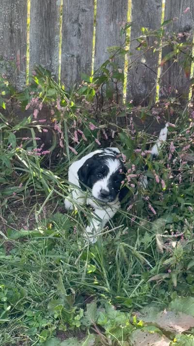 Boy boy, a male English Springer Spaniel and Springer Doodle for sale in Halifax, PA – 10 of 10