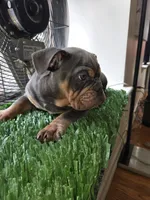 POWER, a male English Bulldog for sale in New York, NY – 3 of 10