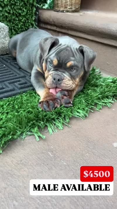 POWER, a male English Bulldog for sale in New York, NY – 8 of 10