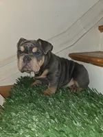 POWER, a male English Bulldog for sale in New York, NY – 5 of 8